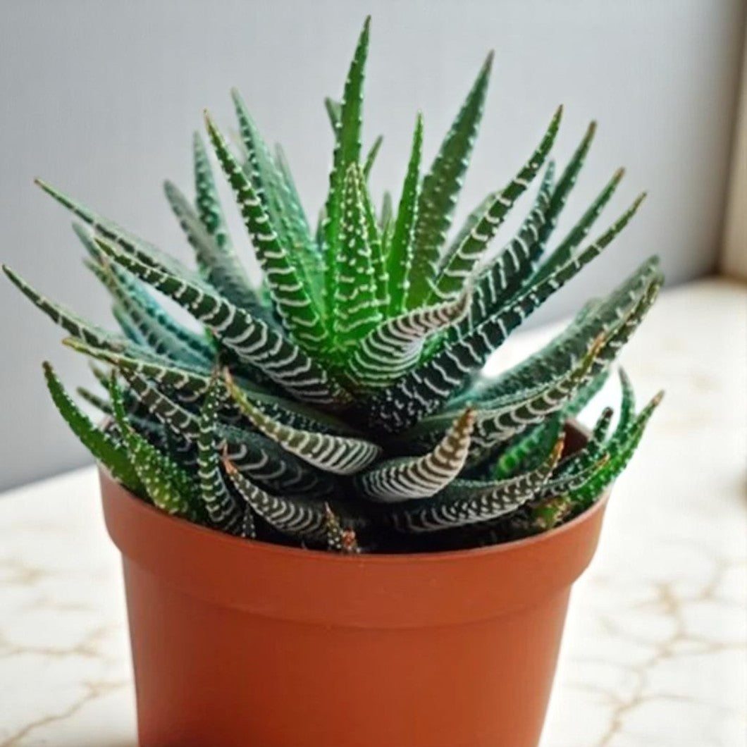 Haworthia zebra