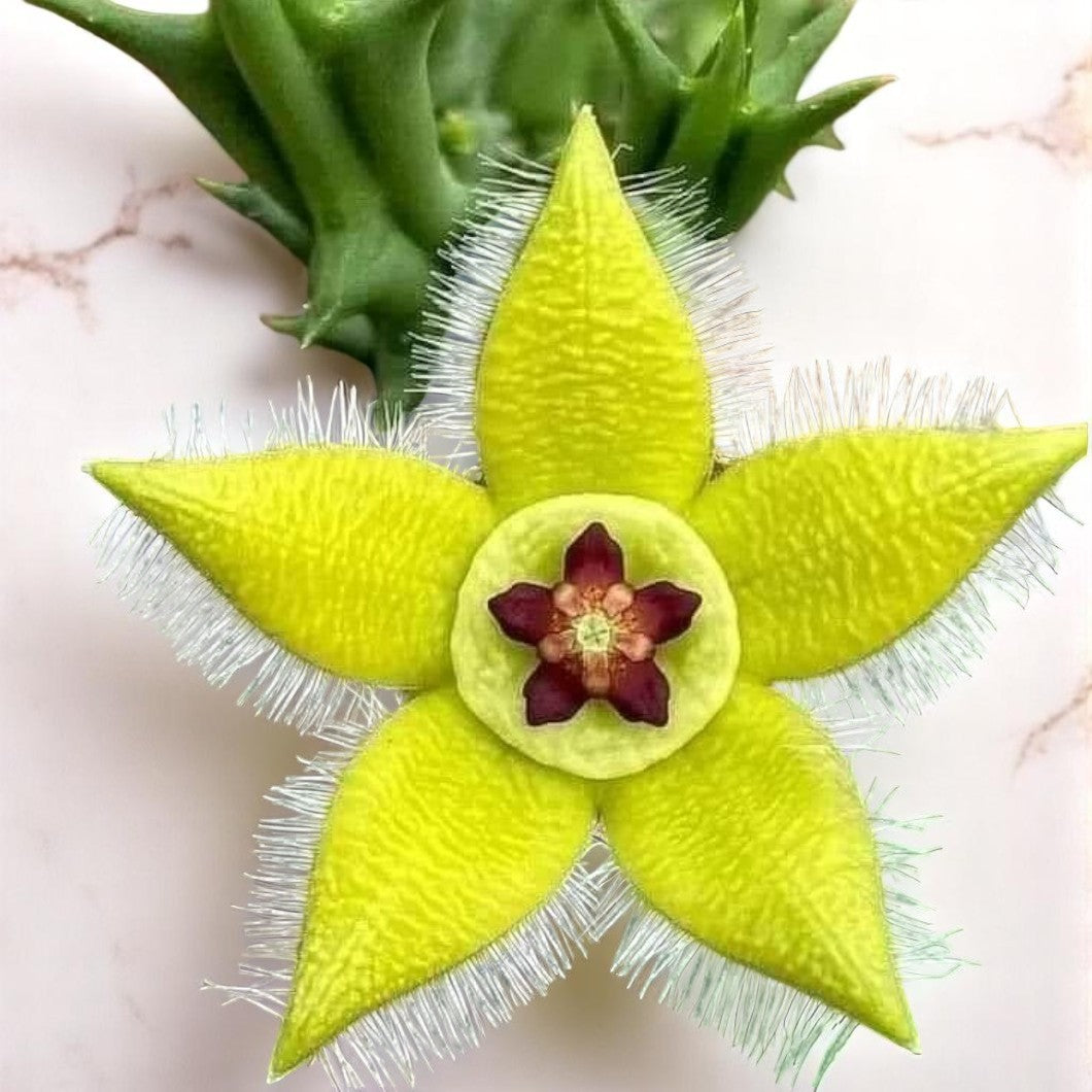 Orbea semota var. lutea