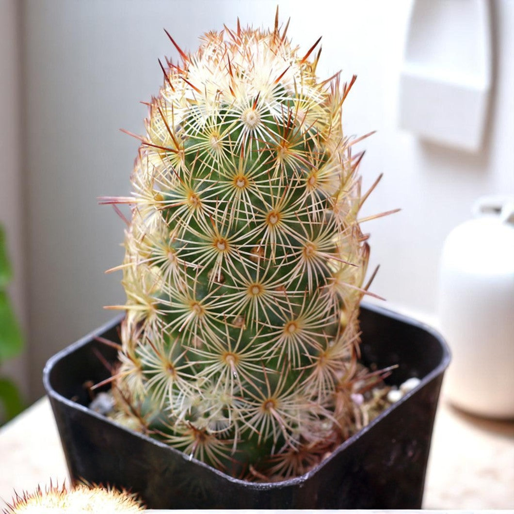 Mammillaria Elongata
