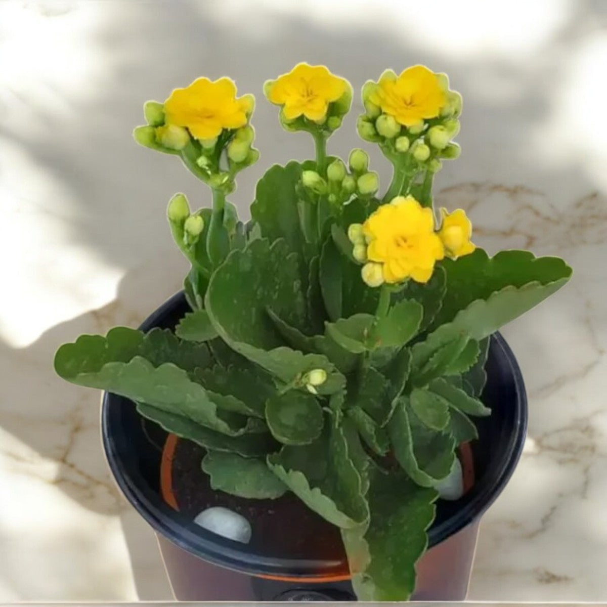 Kalanchoe yellow flower