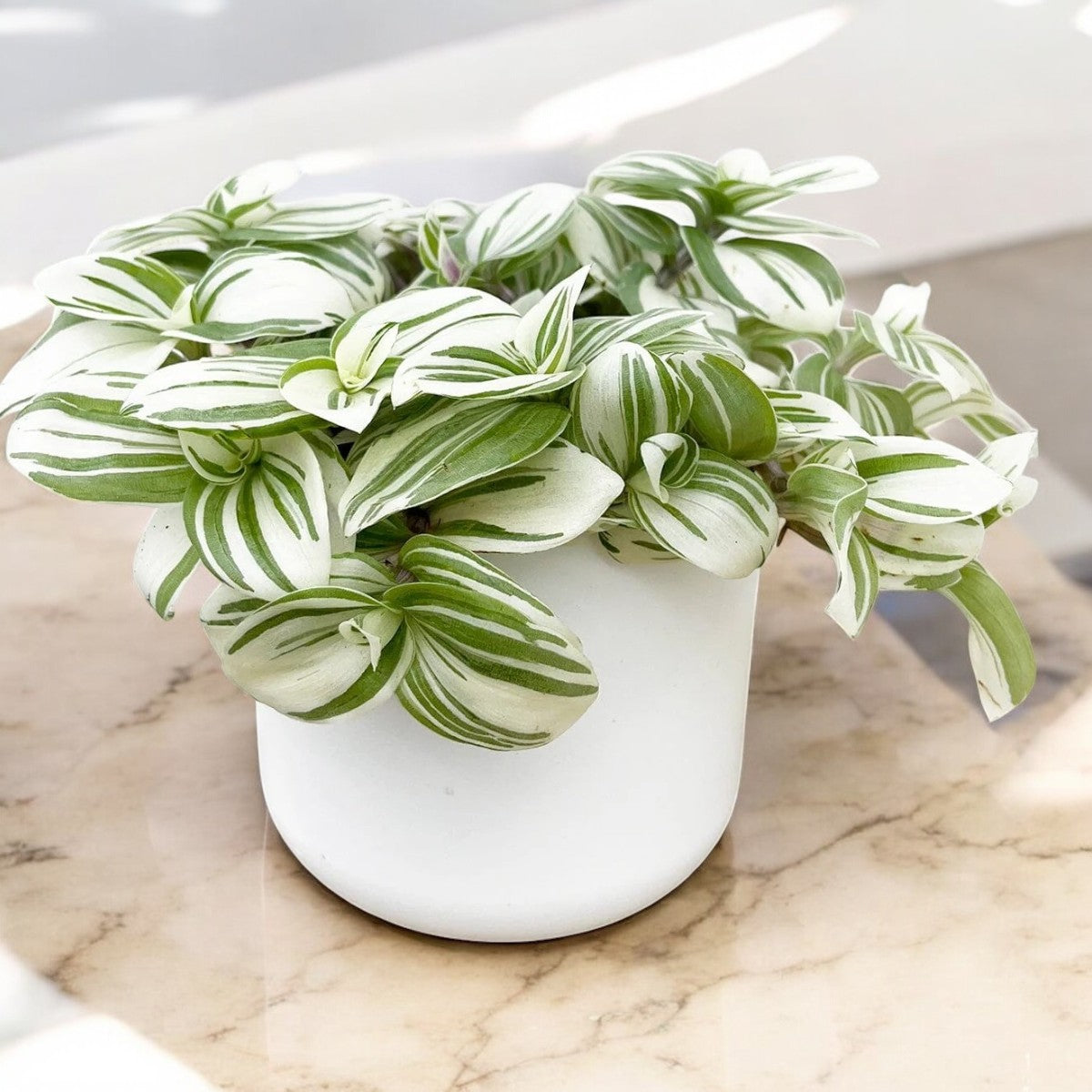 Tradescantia Fluminensis Variegata Green