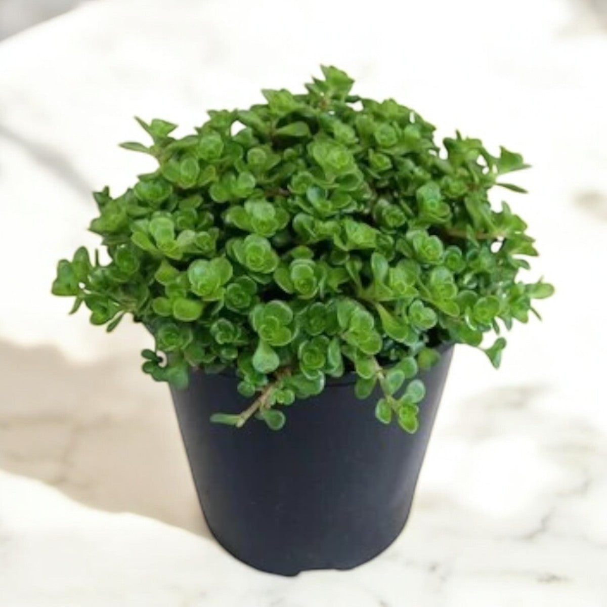 ROSE SEDUM GRASS