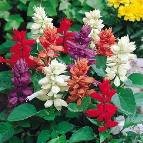 SALVIA MIX HYBRID SEEDS (50 seeds)