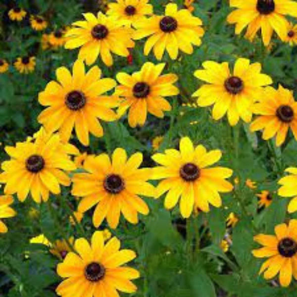 SUNFLOWER MINNIATURE HYBRID SEEDS (20-25 seeds)