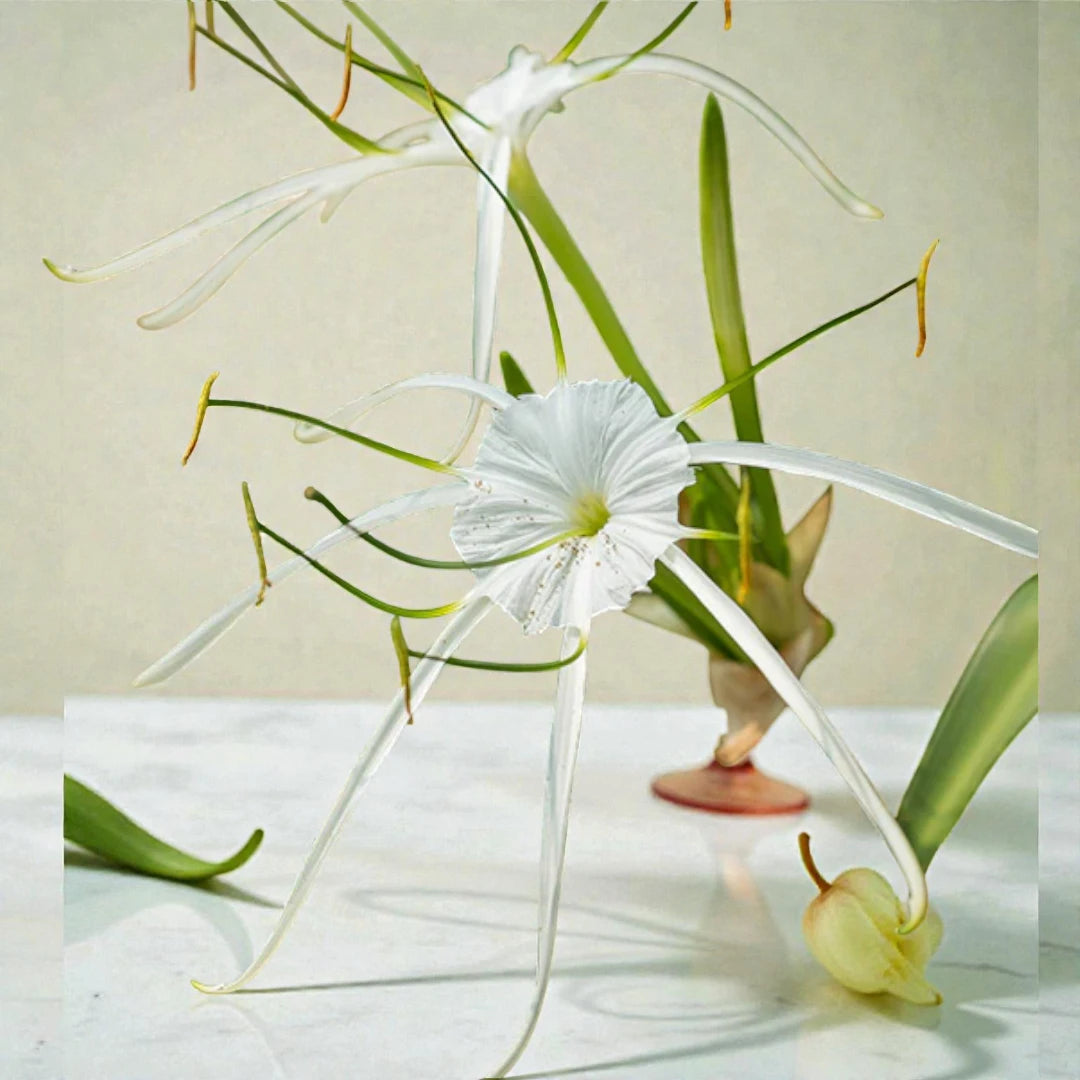 Spider Lily Bulb