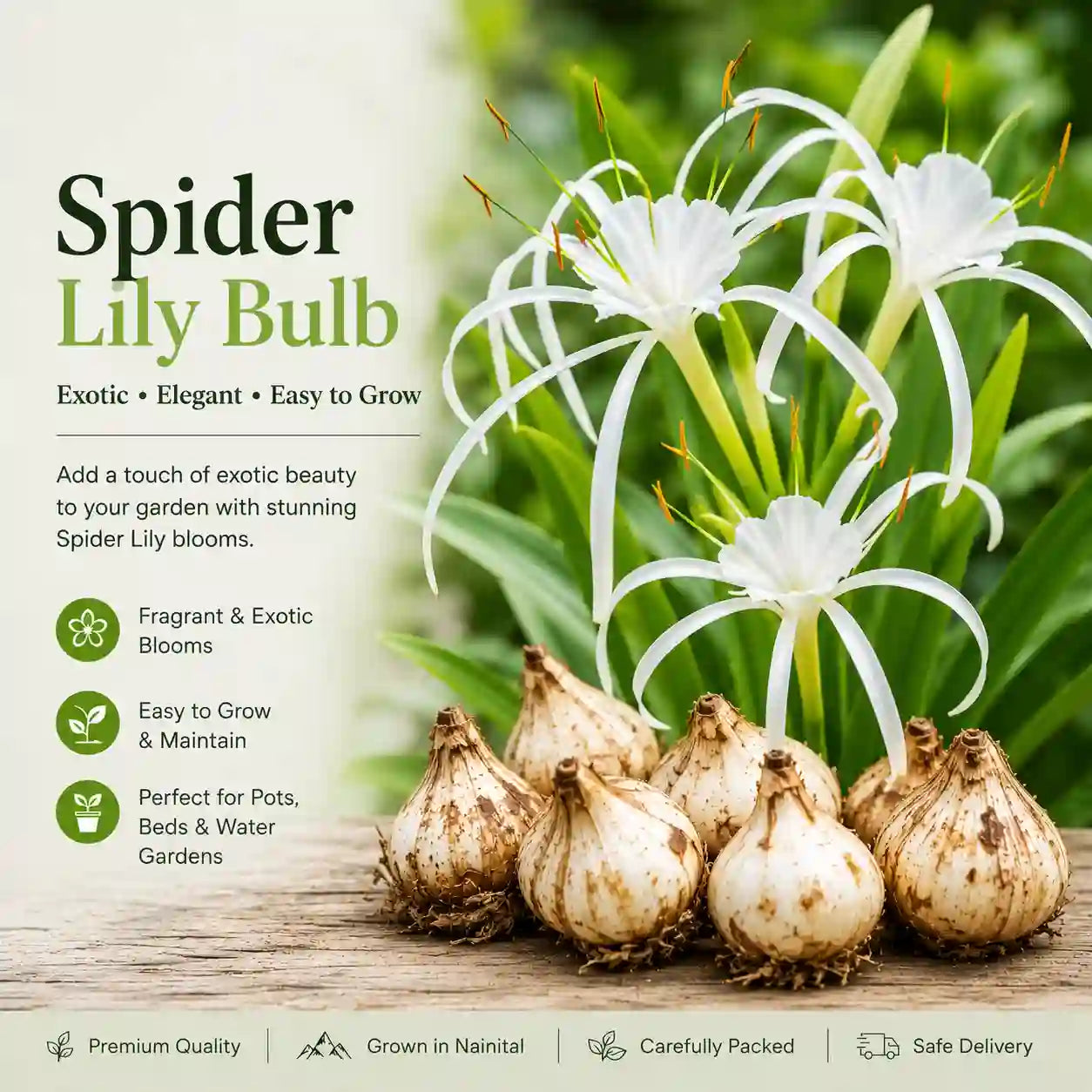 Spider Lily Bulbs 