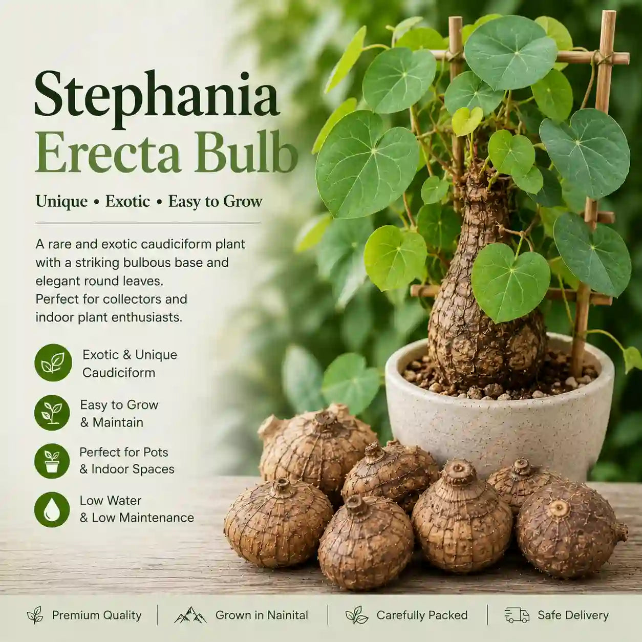 Stephania Erecta Bulb