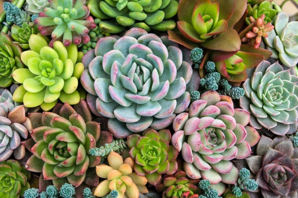 Succulent Plants