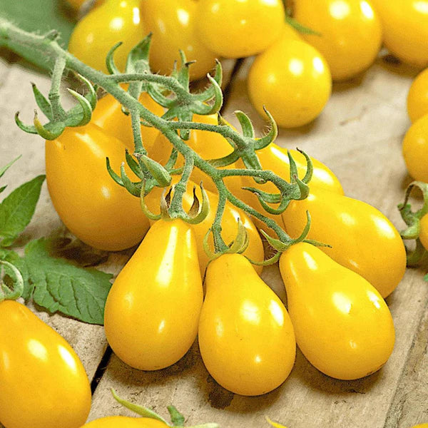 TOMATO PEAR YELLOW HYBRID SEEDS (40 seeds)