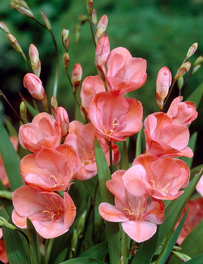Tritonia Red Bulbs