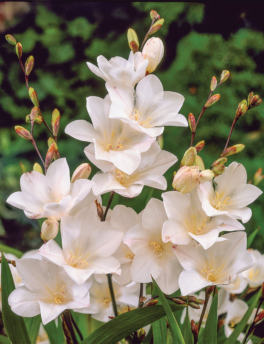 Tritonia White Bulbs