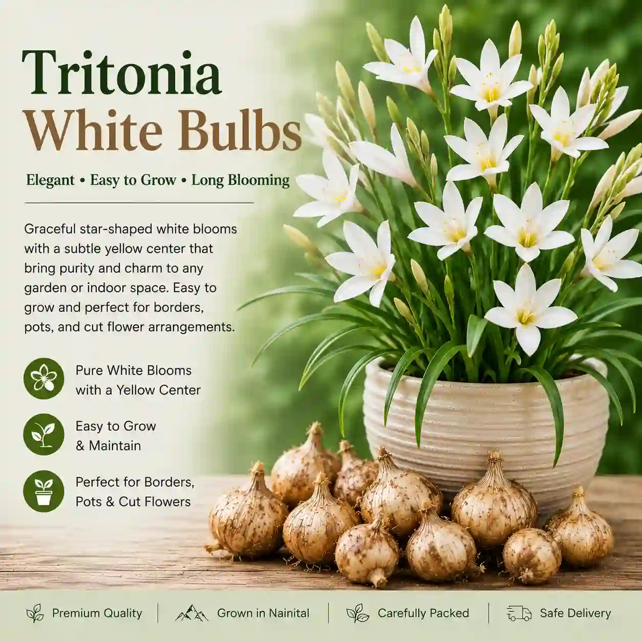 Tritonia White Bulbs