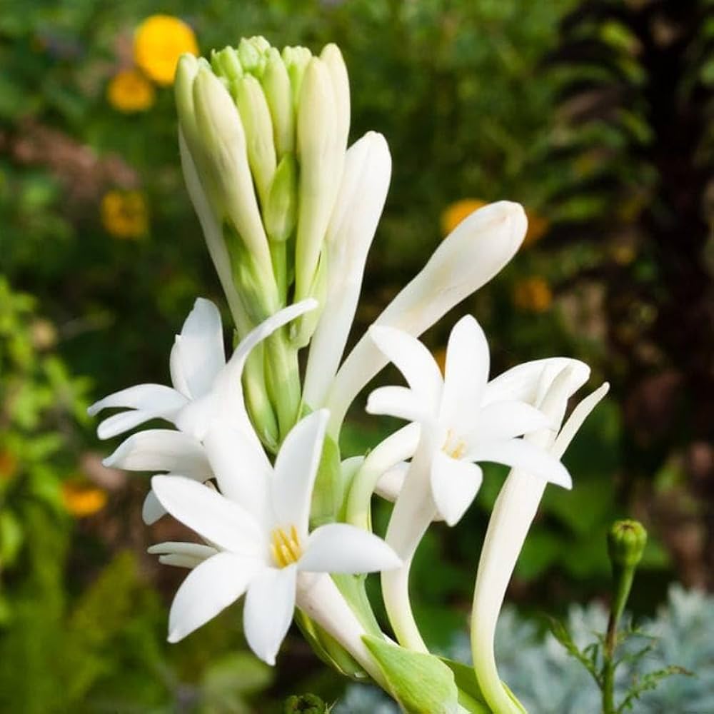 Rajnigandha Tuberose bulbs