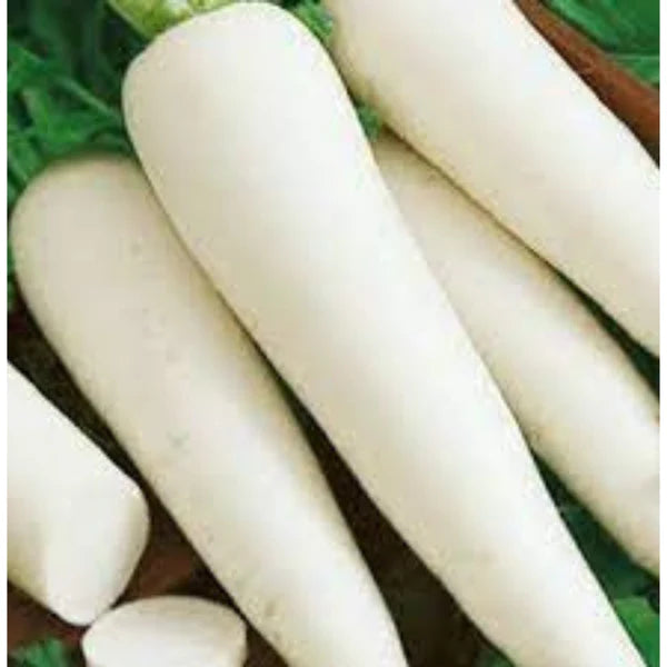 RADISH DESI VEGETABLE SEEDS (50 seeds)