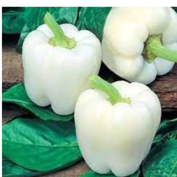 CAPSICUM (WHITE) HYBRID SEEDS (20 seeds)