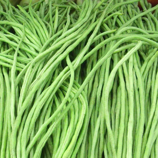 LONG BEANS / LOBIA / COW PEA DESI VEGETABLE SEEDS (50 seeds)