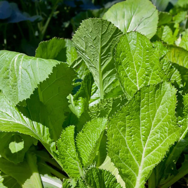 MUSTARD ( SARSO) DESI VEGETABLE SEEDS (200 seeds)