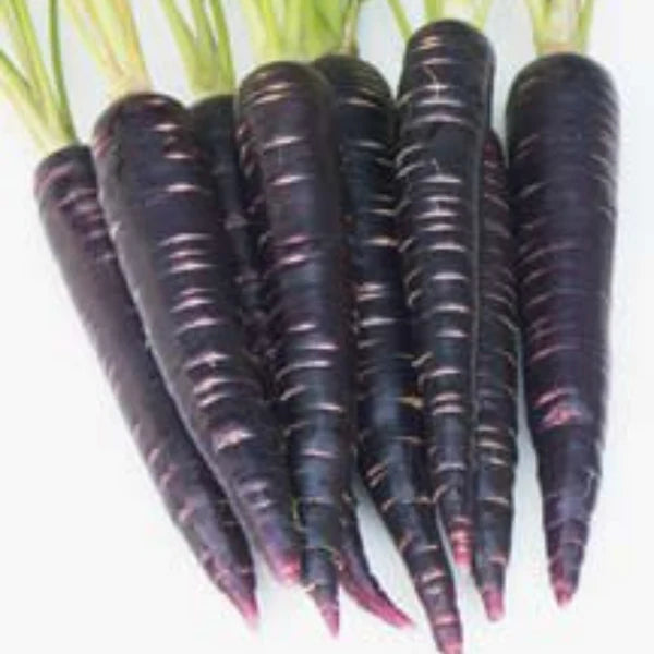CARROT- BLACK HYBRID SEEDS (50 seeds)