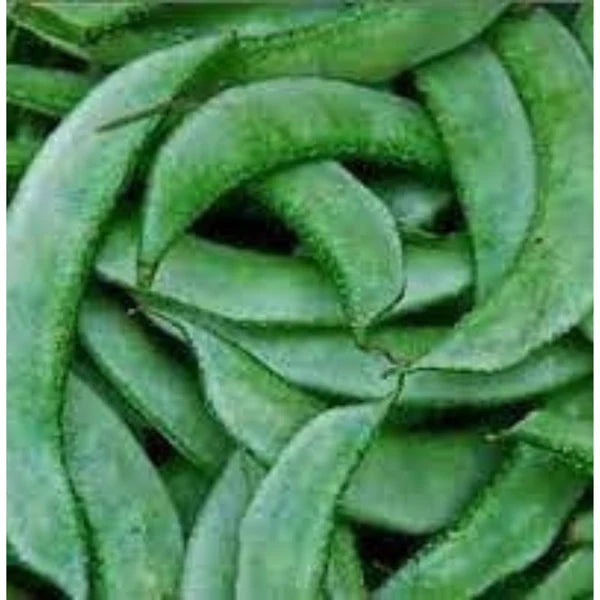 SEM PHALI / LIMA BEANS / LABLAB HYBRID SEEDS (15 seeds)