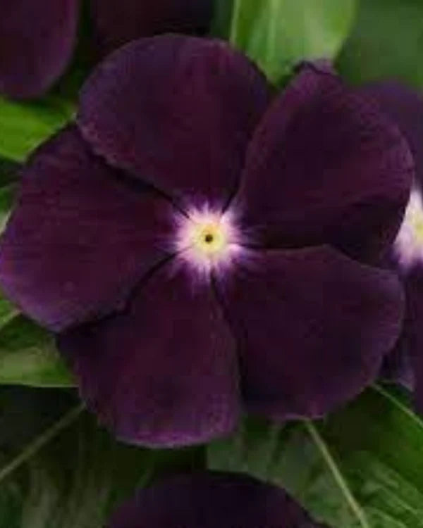 VINCA BLACK PURPLE HYBRID SEEDS (10 seeds)
