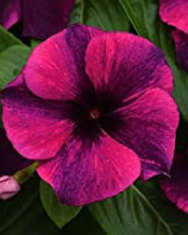 VINCA STRIPED HYBRID SEEDS (10 seeds)
