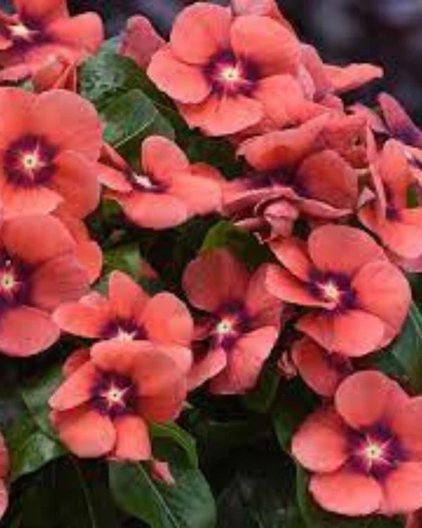 VINCA TANGERIN HYBRID SEEDS (10 seeds)