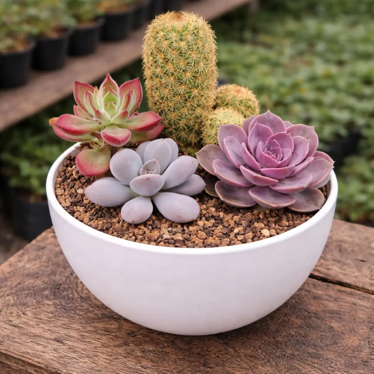 Velvet &amp; Moonstone Collection – Set of 4 Live Succulent &amp; Cactus Plants (Bare-rooted) by Nainital Succulents