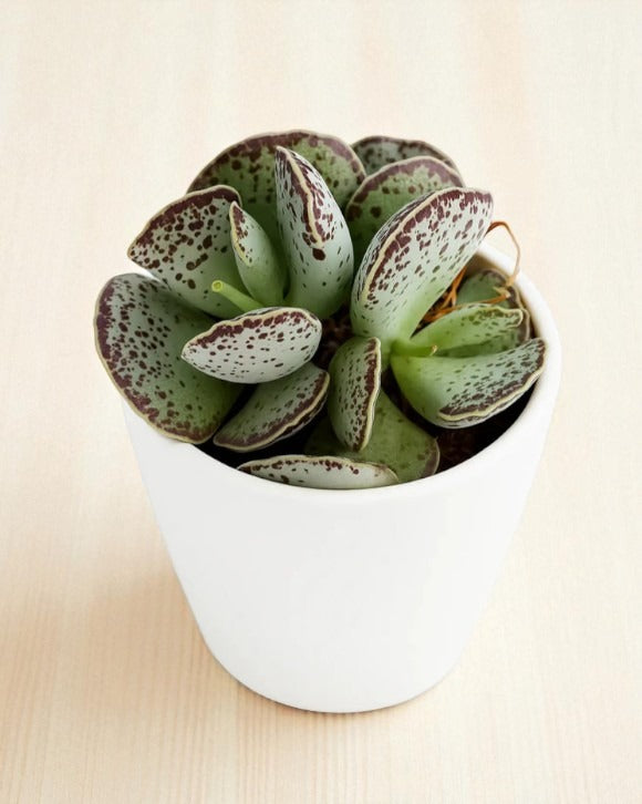 Adromischus Cooperi
