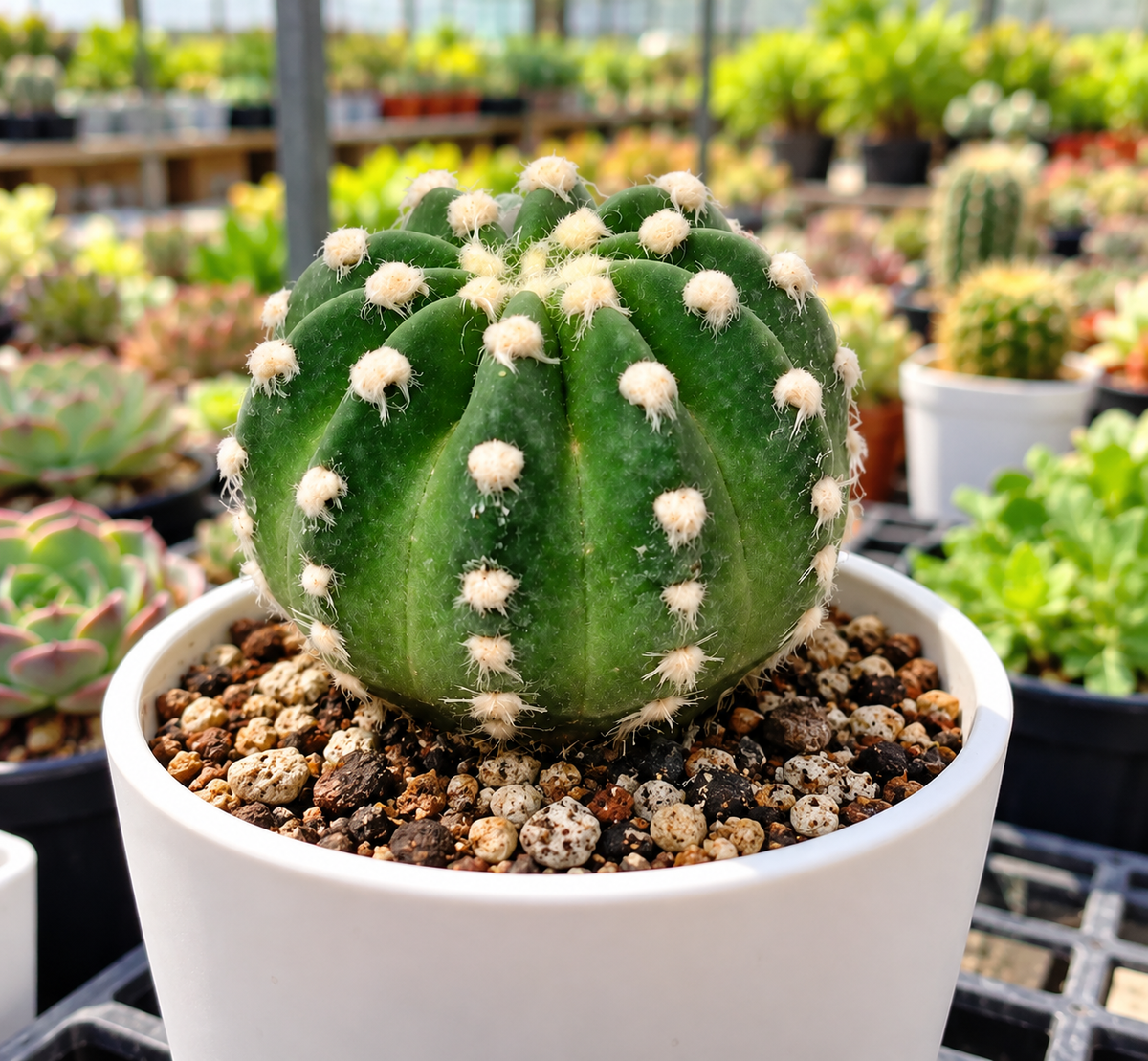 Echiniopsis Subduneta