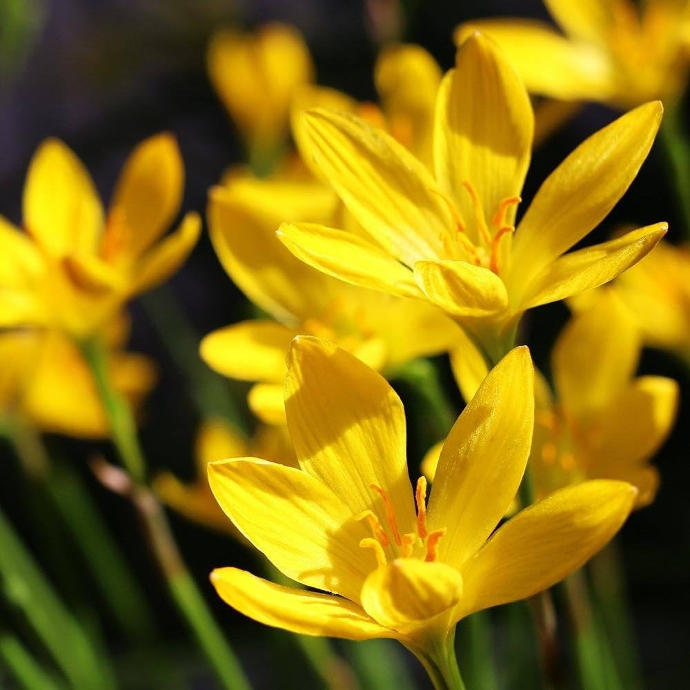 Yellow rain lily bulb