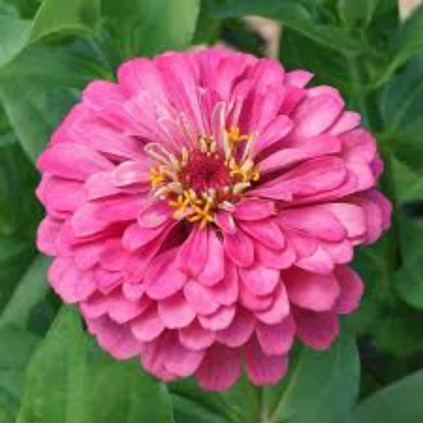 Aster mixed hybrid seeds (10 seeds)