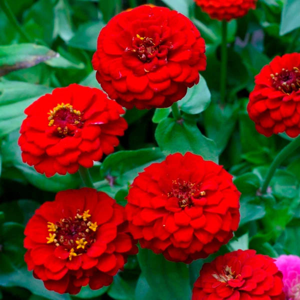 ZINNIA RED OPEN POLLINATED SEEDS (25-30 seeds)