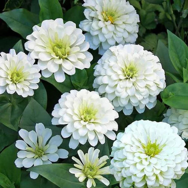 ZINNIA WHITE OPEN POLLINATED SEEDS (25-30 seeds)
