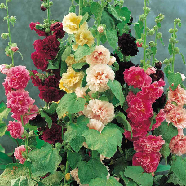 Alcea mix hybrid seed (25 seeds)