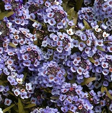 Alyssum Blue Open Pollinated Seeds (70-80 Seeds)