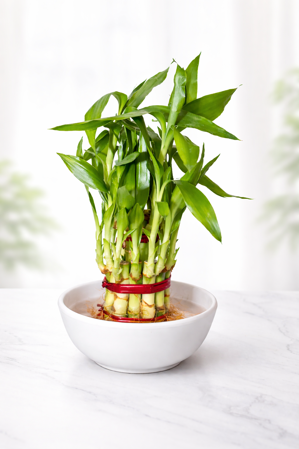 Lucky Bamboo (Dracaena sanderiana)
