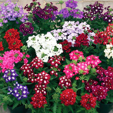 VERBENA MIX HYBRID SEEDS (40 seeds)
