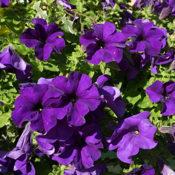 Petunia violet hybrid seeds (100 seeds)