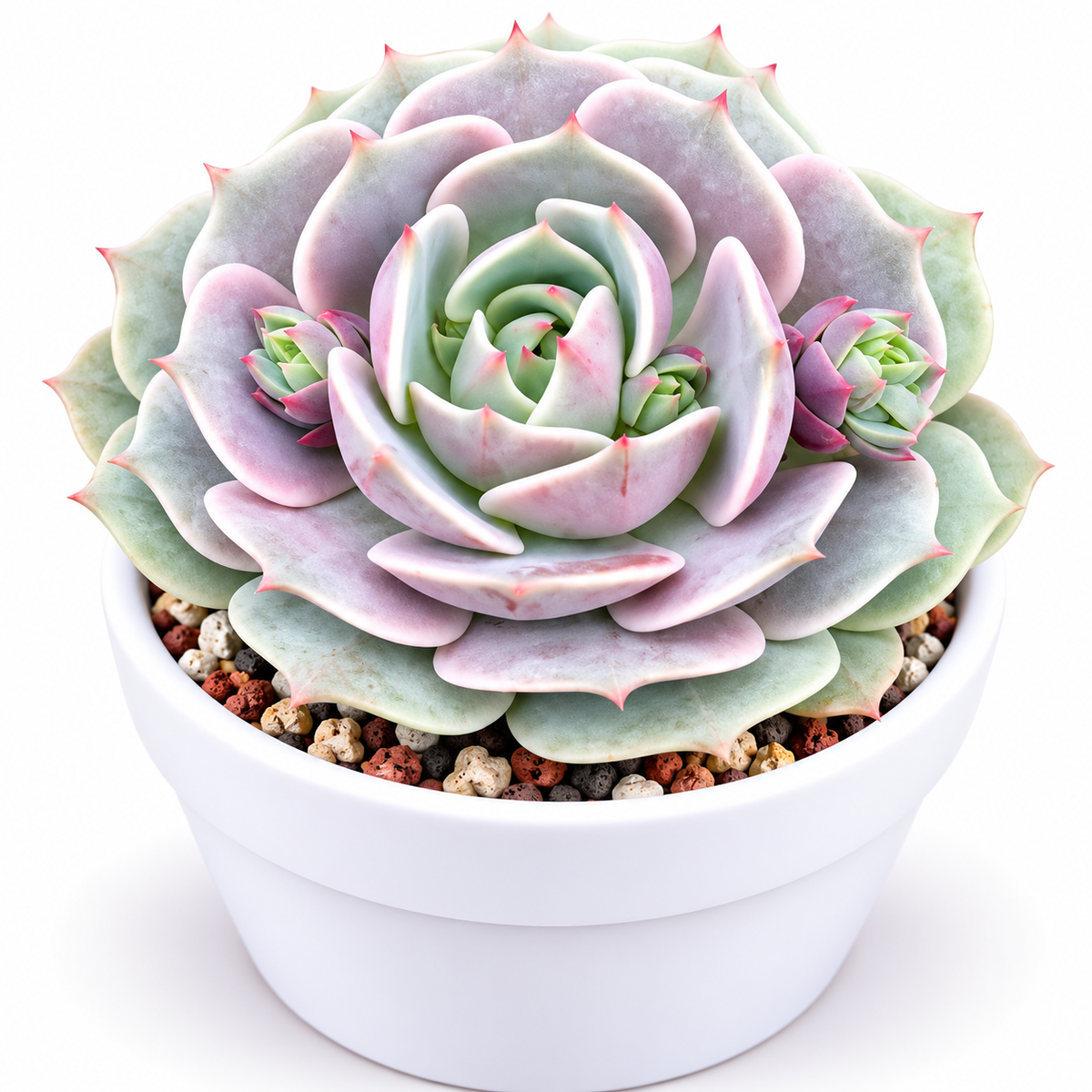 Echeveria Lola Red