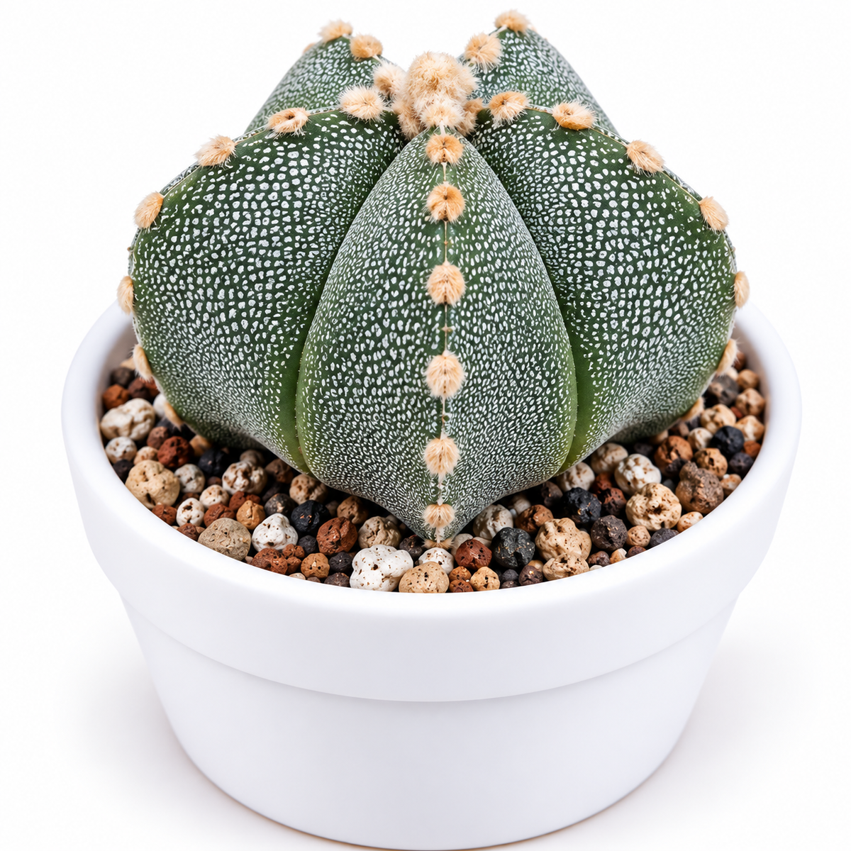 Bishop’s Cap Cactus