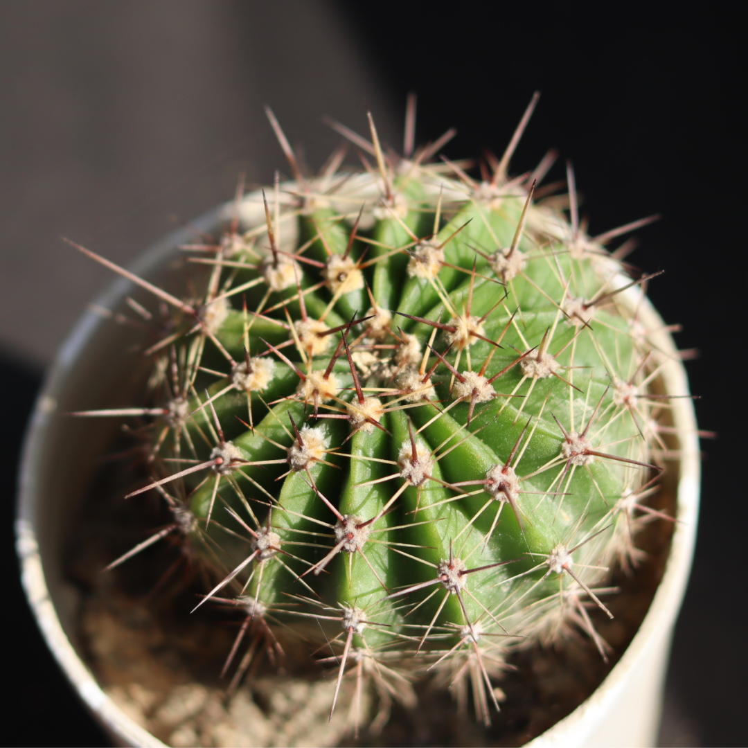 Echiniocactus Grusonii