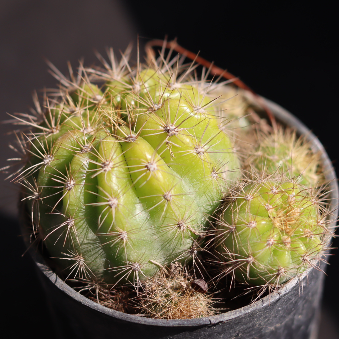 Echiniopsis oxygona cactus