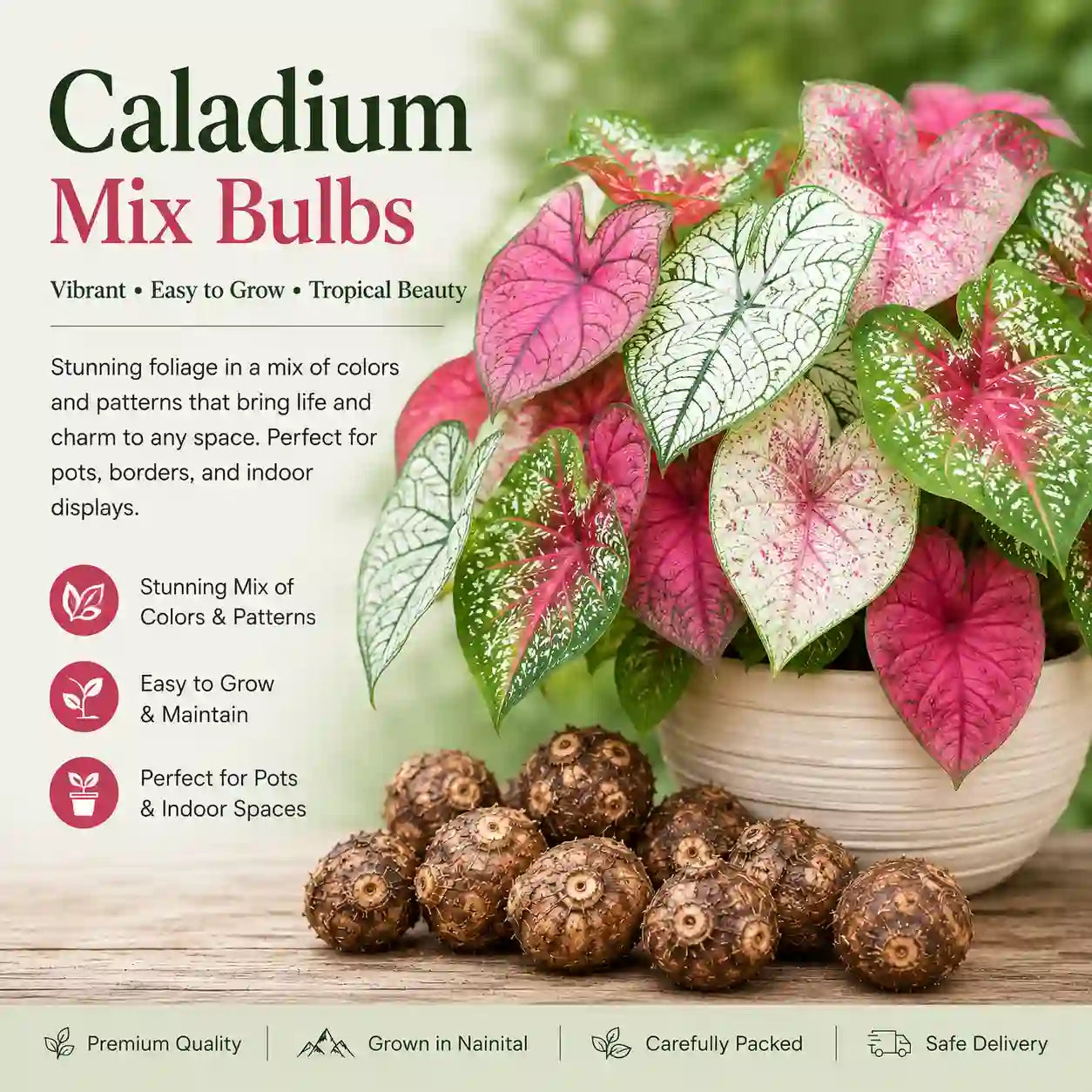 Caladium Mix Bulbs