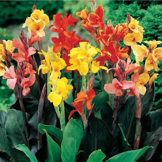 Canna Lily Bulbs