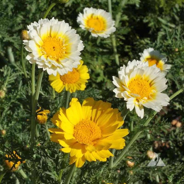 CHYRSANTHEMUM CORONARIUM MIX HYBRID SEEDS (40 seeds)