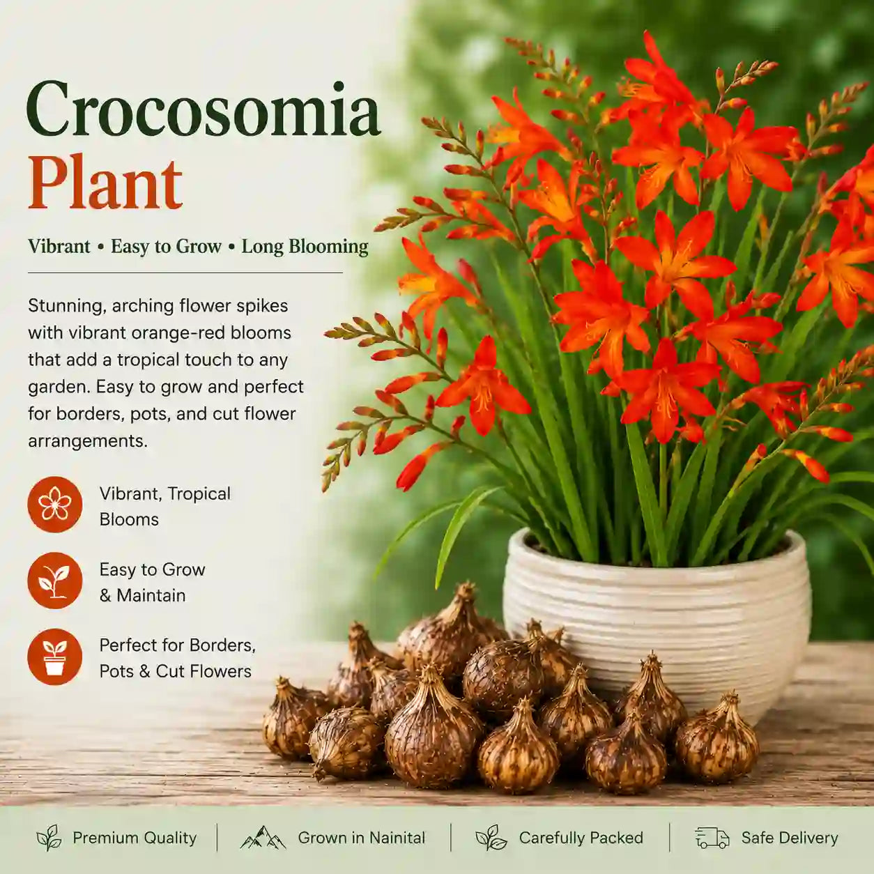 Crocosmia