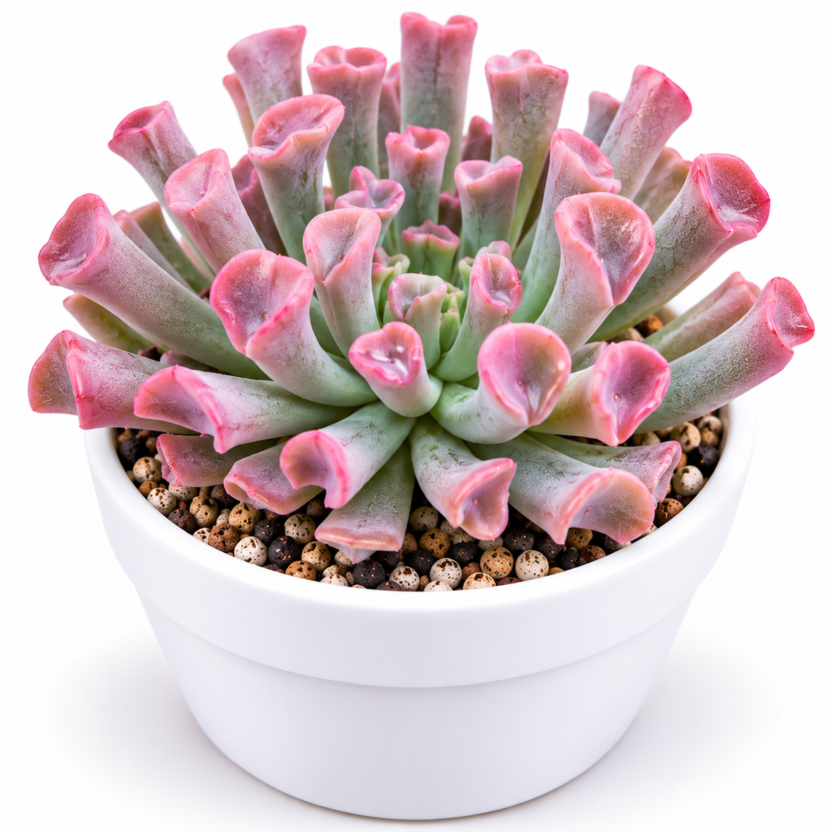 Echeveria ‘Trumpet Pinky’