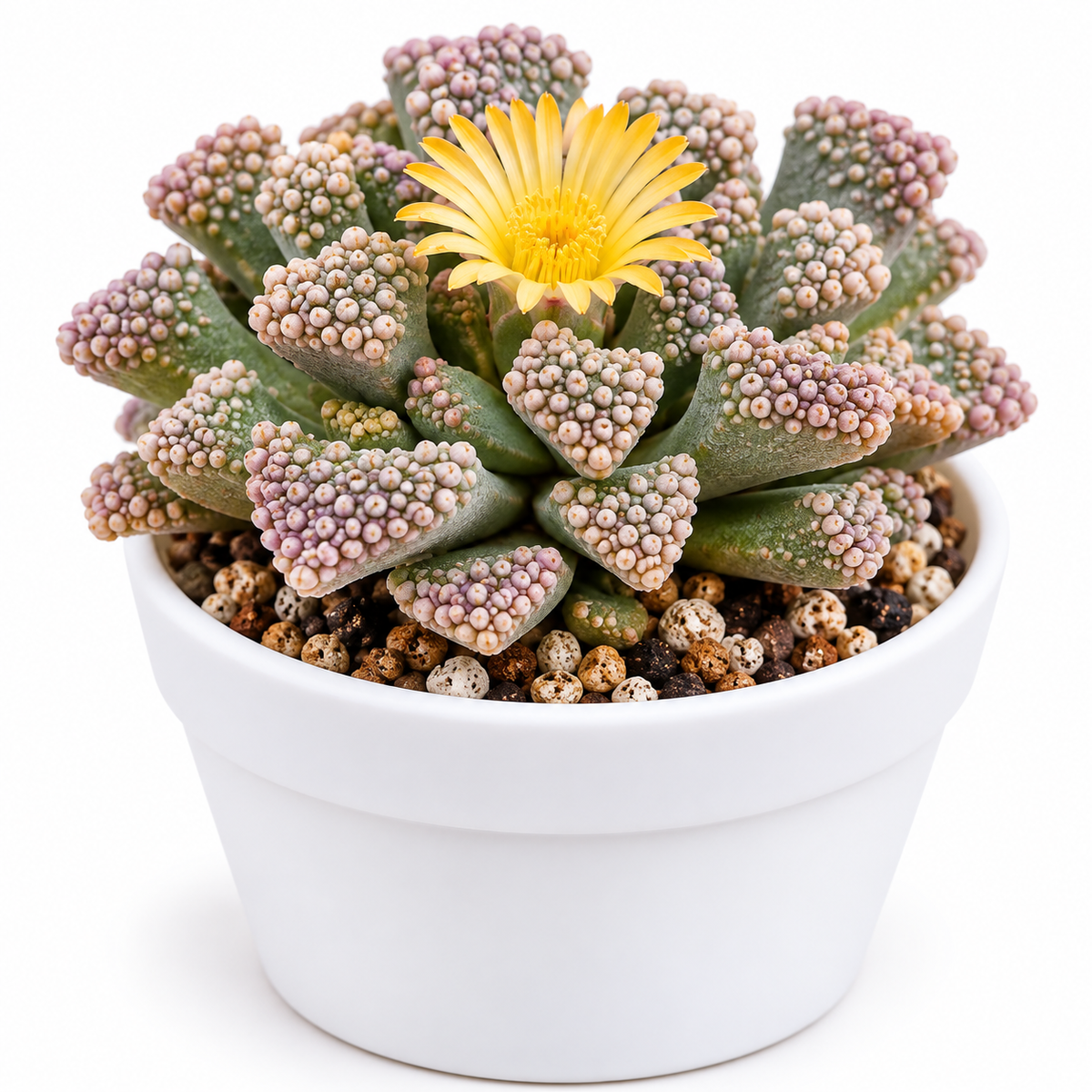 Titanopsis calcarea