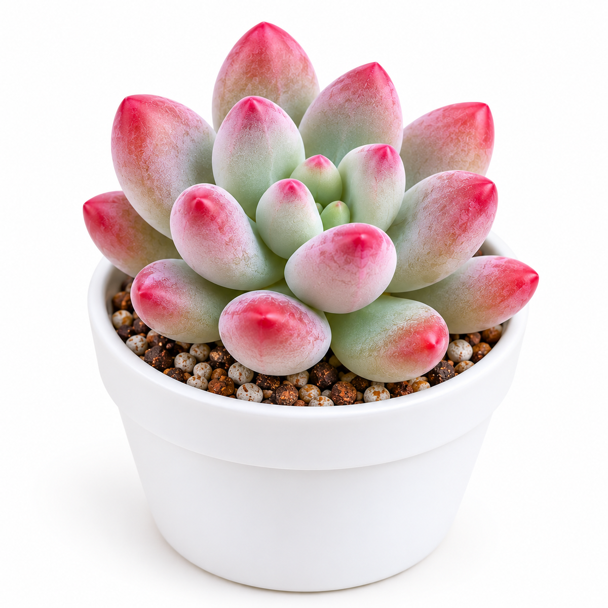 Red Tip Moonstone