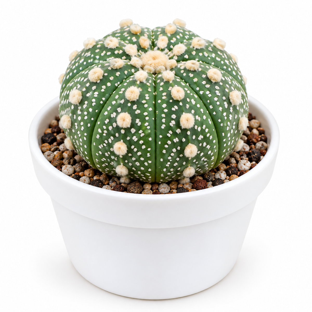 Astrophytum Asterias